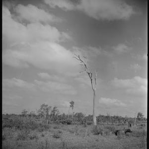 File 09: Grafton farm, [1940s-1950s] / photographed by ...