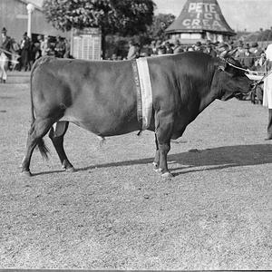 Champion Jersey bull