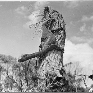 Harry Lauder at Bermagui