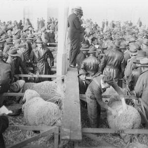 Crowds of sheep breeders examine the sheep before the a...