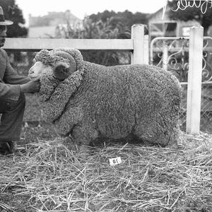 Champion fine-wool ram, exhibit No 61