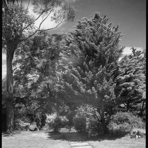 File 3: Addis House and garden, November 1947 / photographed by Max Dupain