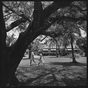 File 014: [Palm trees, sugar cane and cane fields, cric...