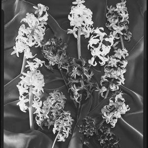 Job no. 406: Bowater papers, photographs of flowers, ca. 1953 / photographs by Max Dupain & Associates