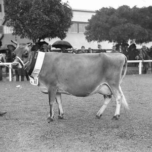 Champion Jersey cow
