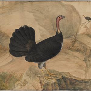 [A bush turkey or alectura lathami], 1809 / by I.W. Lew...