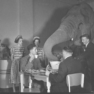 Elephant's tea party