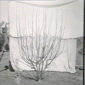 "Granny Smith" unpruned for 3 years, Glen Innes Experim...