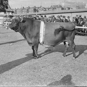 Champion Jersey bull