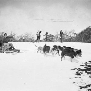 Alpine dogs pulling a woman skier over the snow