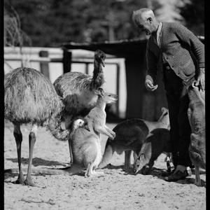 Emu at the gardens, 30 November 1957