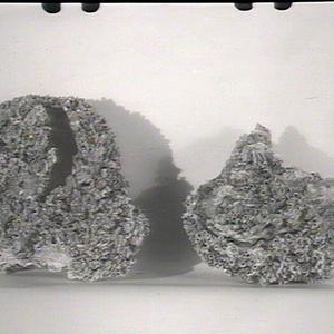 Oysters on tile: oyster culture