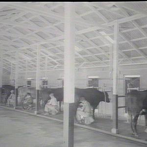 Child Welfare Training Farm, Berry - milking time