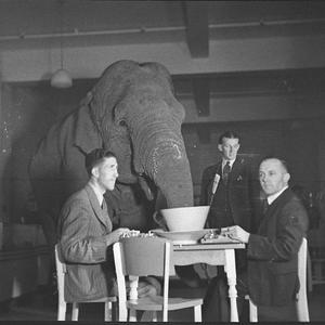 Elephant's tea party