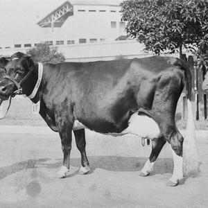 Champion Dry Friesian cow, Bolond Dakota