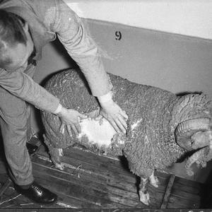 Scientific worker parting the fleece of a Merino ram, A...