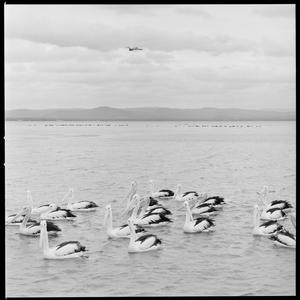File 01: Max/personal, Kims, pelicans, September-Octobe...