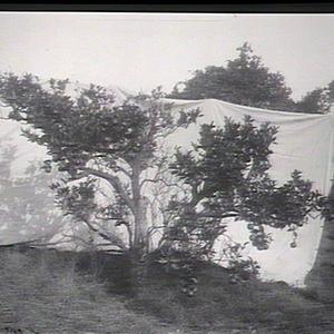Worn out Orange trees, Government Orchard, Dural