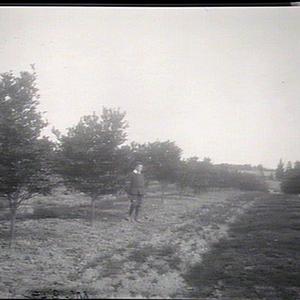 Row of mandarines, Government Orchard, Dural