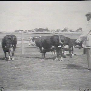 Commissioners examining Herefords at Tocal, Maitland