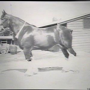 Imported draught mare "Ostia", Showground