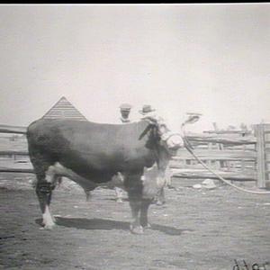 Hereford bull, Tocal, Maitland