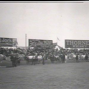 A part of the cattle parade, Royal Agricultural Show