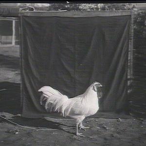 White Leghorn cock, sire of world's champion hen.