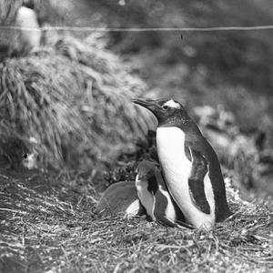 H578: Rockhopper penguin and young on Macquarie Island ...