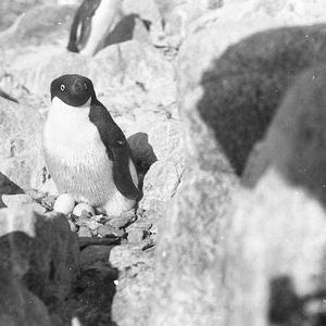 Q535: Adelie penguin on eggs / Charles Francis Laseron