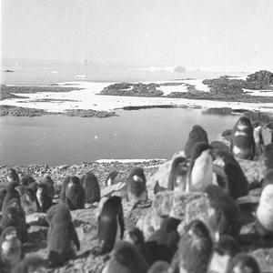 C206: Amongst the young penguins at the Cape Denison ro...