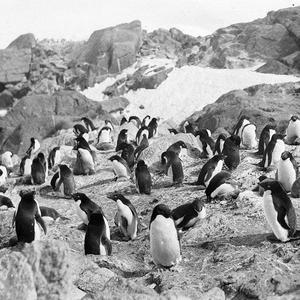 Q540: Rookery of penguins with chicks / Charles Francis...