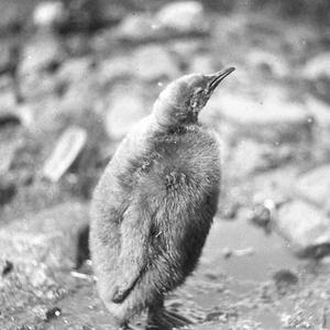 H518: Young king penguin one year old. Lusitania Bay / ...