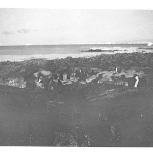 Q455: Penguins ashore at Cape Denison / Harry Coombe