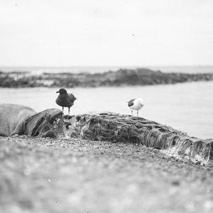 H164: Dominican gull and Skua gull on a sea elephant ca...