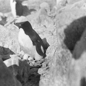 Q534: Penguin on nest. Locality D / Charles Francis Las...