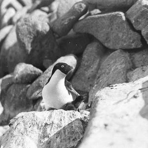 Q532: Adelie penguin and chick. Locality D. / Charles F...
