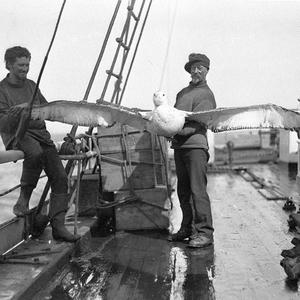 H050: Albatross on deck. Stillwell, Harrisson and Hunte...