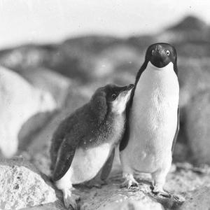 H609: An Adelie penguin and moulting young / Frank Hurl...