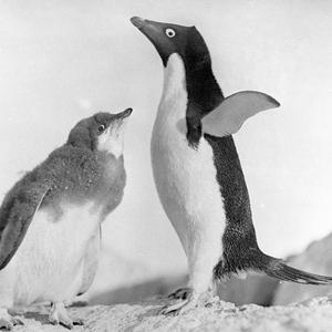 H538: Protection. Adelie penguin and young / Frank Hurl...