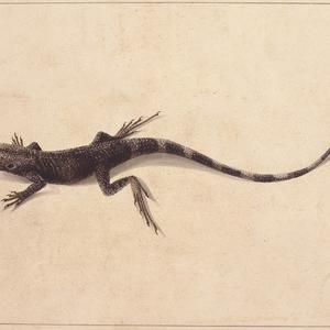 f. 31 : Muricated Lizard
