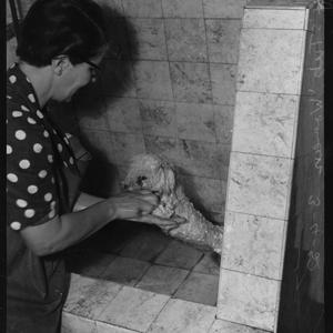 Terry's Tub - Edgecliff, 3 April 1952 / photographs by ...