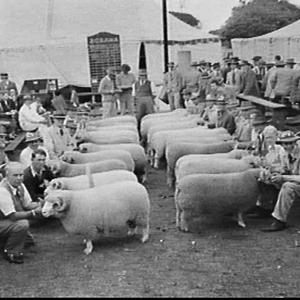 Sydney Annual Sheep Show for 1957 at the Royal Agricult...