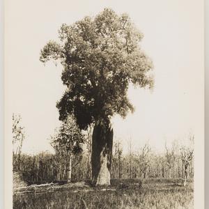 Series 08: Forestry, ca. 1921-1924