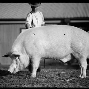 Pigs at RAS, 1937