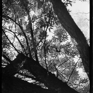 Buh buh bird [bird in tree], January 1962 / photographs...