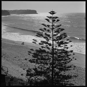 File 02: Pinetree and sea - Newport, April '69 / photog...