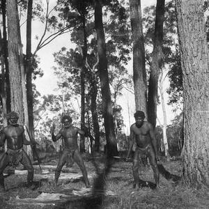Three Aboriginal men in bush with skins and weapons - P...