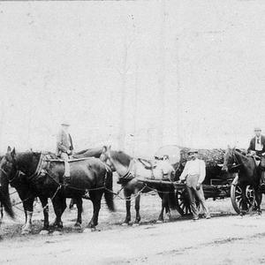Saul's horse team hauling logs - Kempsey, NSW