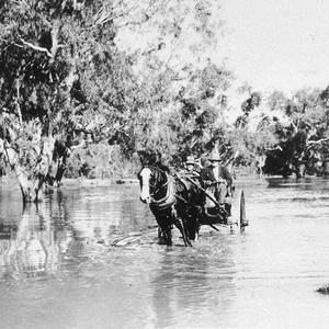 Shearers in gully on "Boonoke" during flood - Deniliqui...